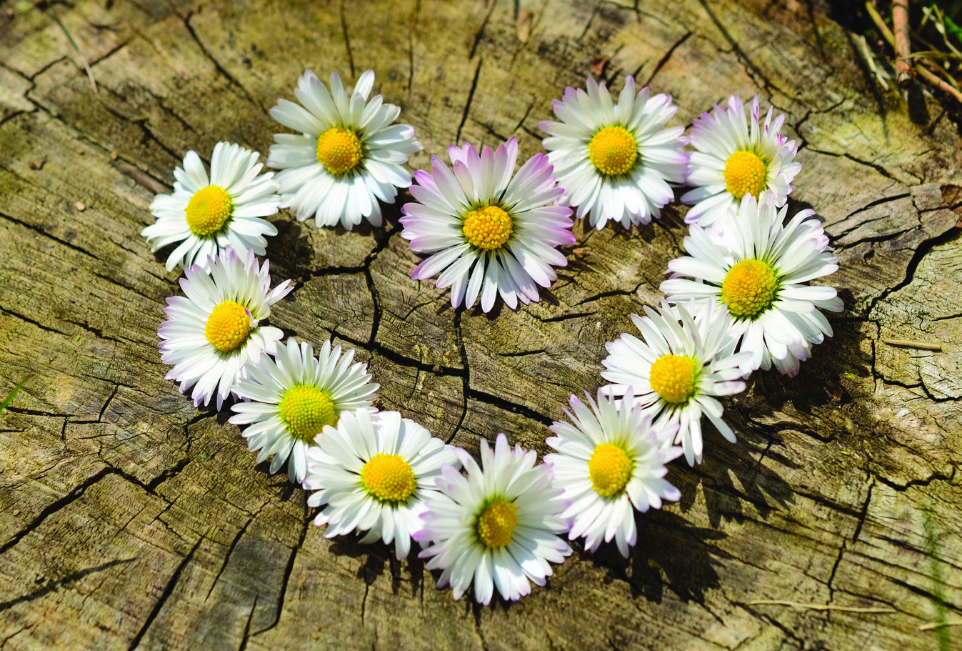 Margaridas sobre tronco de árvore